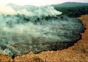 Brasile - Roghi in Amazzonia