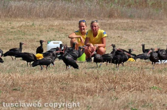 Orbetello - Gruppo di ibis eremita completa la migrazione dall'Austria - Foto di Alina Briciu