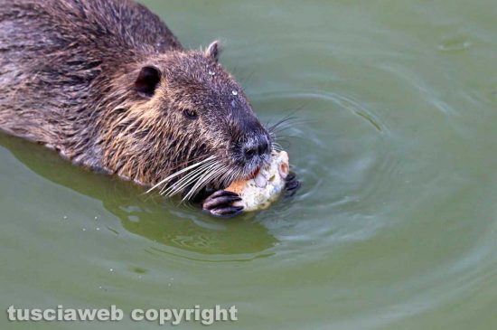 Tarquinia - Una nutria mangia un biscotto - Foto di Alina Briciu