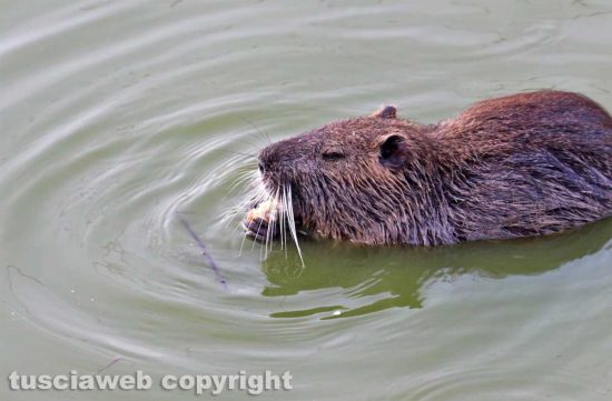 Tarquinia - Una nutria mangia un biscotto - Foto di Alina Briciu