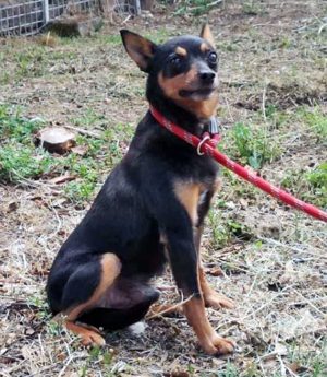Cip, il pinscher abbandonato e lanciato da un'auto