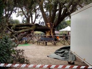 Vetralla - Albero caduto alla Villa