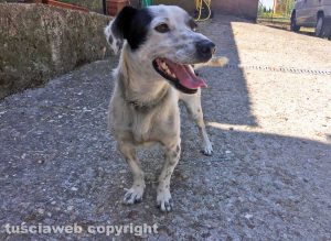 Animali - Cane ritrovato a Montefiascone