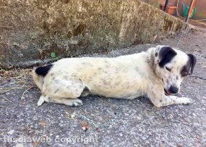 Animali - Cane ritrovato a Montefiascone