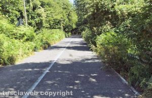 San Martino al Cimino - Vegetazione sulla provinciale