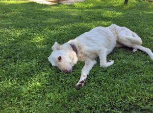 Cagnolina ritrovata a Paparano