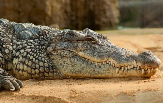 Coccodrillo