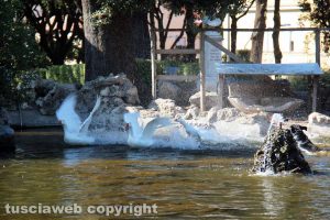 Viterbo - Un cane si tuffa nel laghetto di Pratogiardino