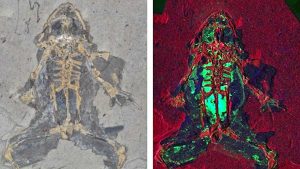 Rana fossile di 10 milioni di anni fa proveniente da Libros (Spagna) e mappa a raggi X che mostra elevati livelli di rame e zinco negli organi interni