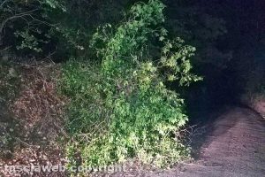 Montefiascone - Albero di tre metri cade sulla carreggiata