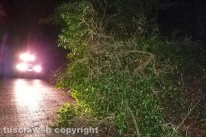 Montefiascone - Albero di tre metri cade sulla carreggiata