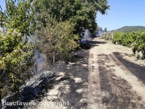 San Lorenzo Nuovo – In fiamme un ettaro di bosco e sterpaglie 