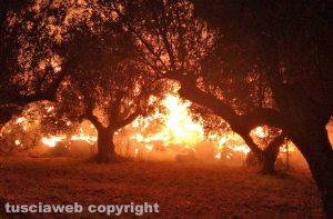 Tuscania - In fiamme mille rotoballe in un capannone
