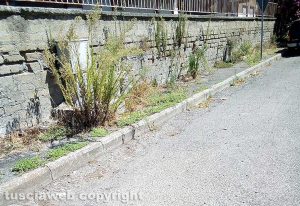 Viterbo - Sterpaglie sul marciapiede di via Corrado Alvaro