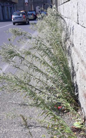 Viterbo - Erbacce a via Santa Maria in Gradi