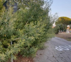 Erbacce a Montalto di Castro