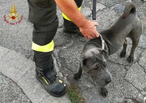 Montevarchi - Vigili del fuoco salvano il cane