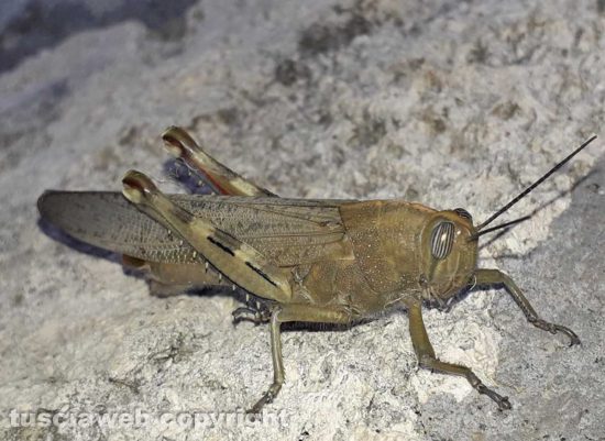 Una locusta egiziana