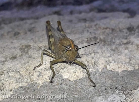 Una locusta egiziana