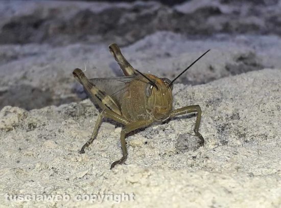 Una locusta egiziana