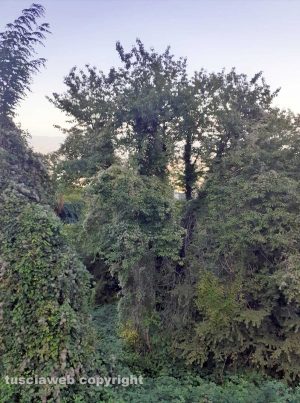 Viterbo - Monte Cimino - La visuale del belvedere impedita da alberi