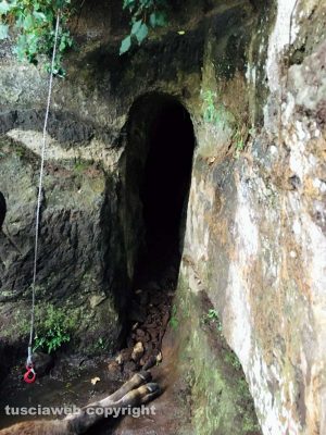 Il vitellino salvato dai vigili del fuoco 