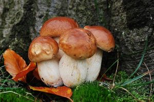 Funghi porcini