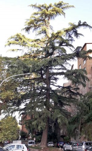 Orte - Il cedro al parcheggio di via Matteotti