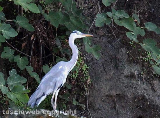 Capodimonte - Le bellezze della natura al lago di Bolsena
