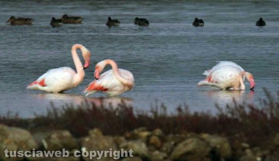 Tarquinia - I fenicotteri rosa alle saline