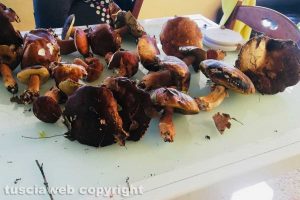Nepi - I funghi raccolti