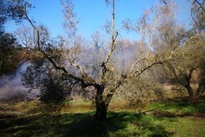Montefiascone - Il frantoio di Pierluigi Presciuttini su Rai news 24
