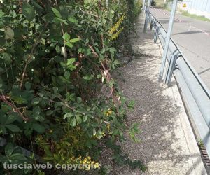 Viterbo - Erbacce e rovi al parcheggio di Belcolle