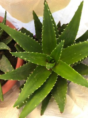 La pianta sequestrata 