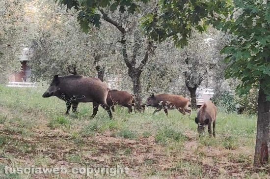 Una Una famiglia di cinghiali - Immagine di repertoriodi cinghiali
