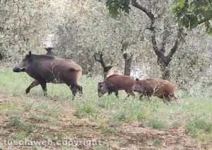 Viterbo - Famiglia di cinghiali in via Monte Cervino