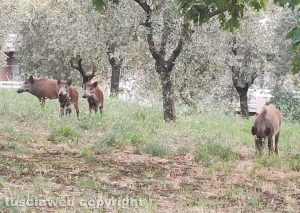 Viterbo - Famiglia di cinghiali in via Monte Cervino