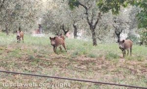 Viterbo - Famiglia di cinghiali in via Monte Cervino