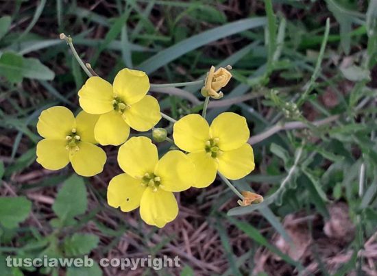 Fiori di rucola selvatica