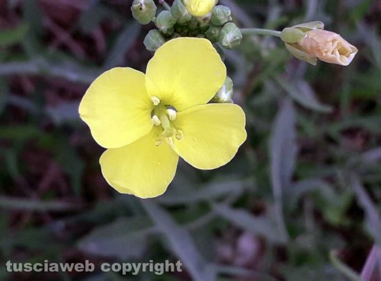Fiori di rucola selvatica