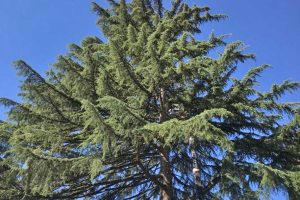 Orte - Il taglio del cedro dell’Himalaya