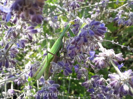 Mantide religiosa su una pianta di perovskia