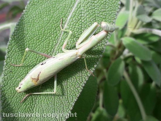 Mantide religiosa su una pianta di salvia