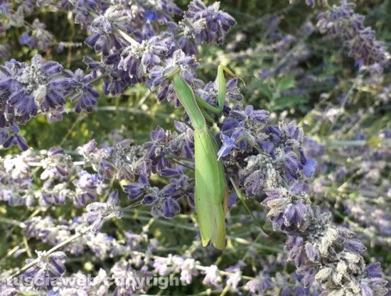 Mantide religiosa su una pianta di perovskia
