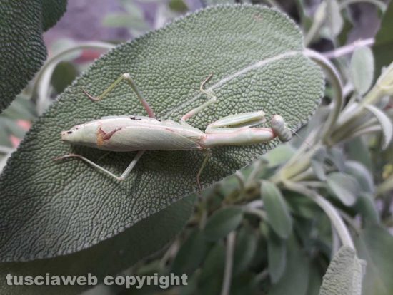 Mantide religiosa su una pianta di salvia