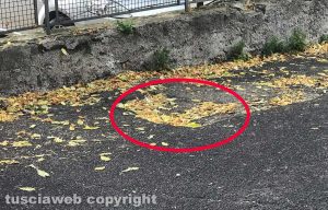 Via Monfalcone - Slalom tra buche e auto in sosta selvaggia