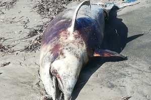 Delfino morto sulla spiaggia di Tarquinia