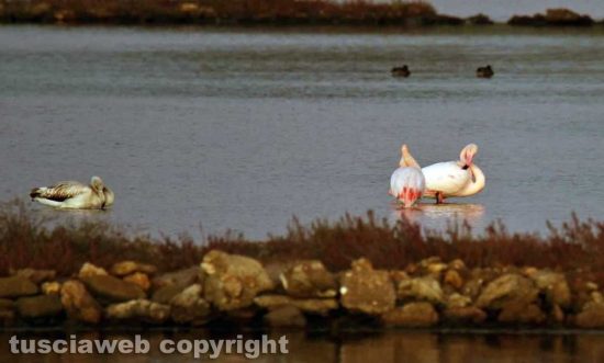 Tarquinia - I fenicotteri rosa alle saline