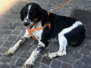 Luna, la cagnolina smarrita
