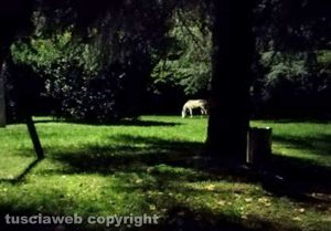 Cavallo riportato al parco Bicchi di Grotte Santo Stefano